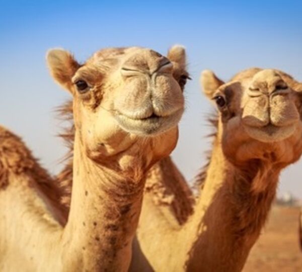 camel