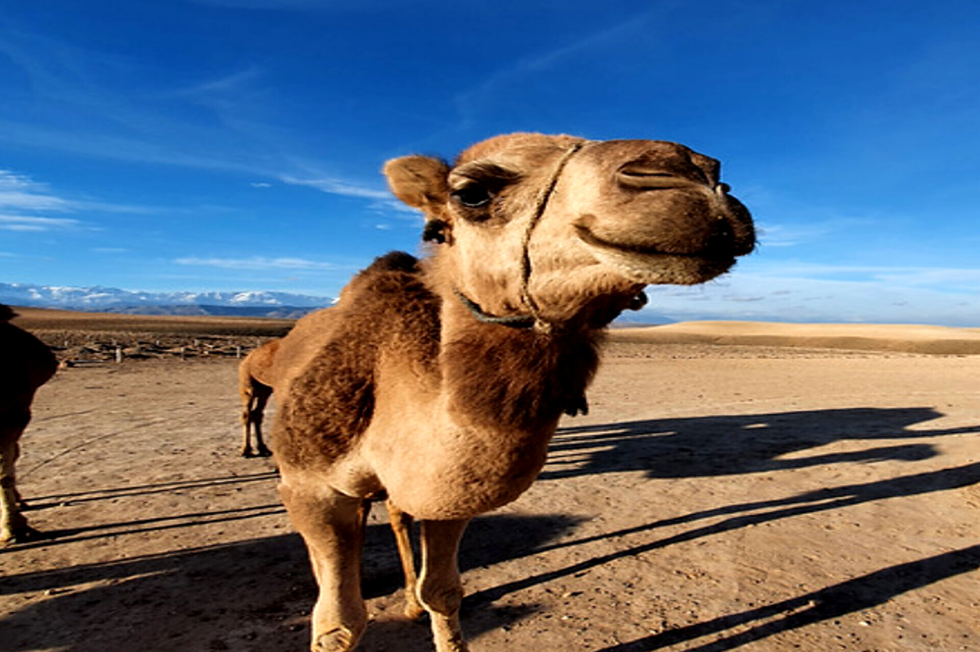 6-Day Tour from Casablanca to Marrakech